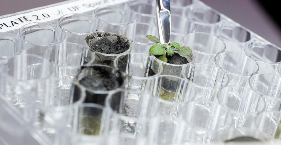 A growth plate with three filled tubes, including one with a plant in