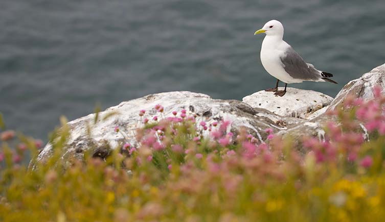 A kittiwake stands on the edge of a cliff, with wildflowers growing in the foreground.