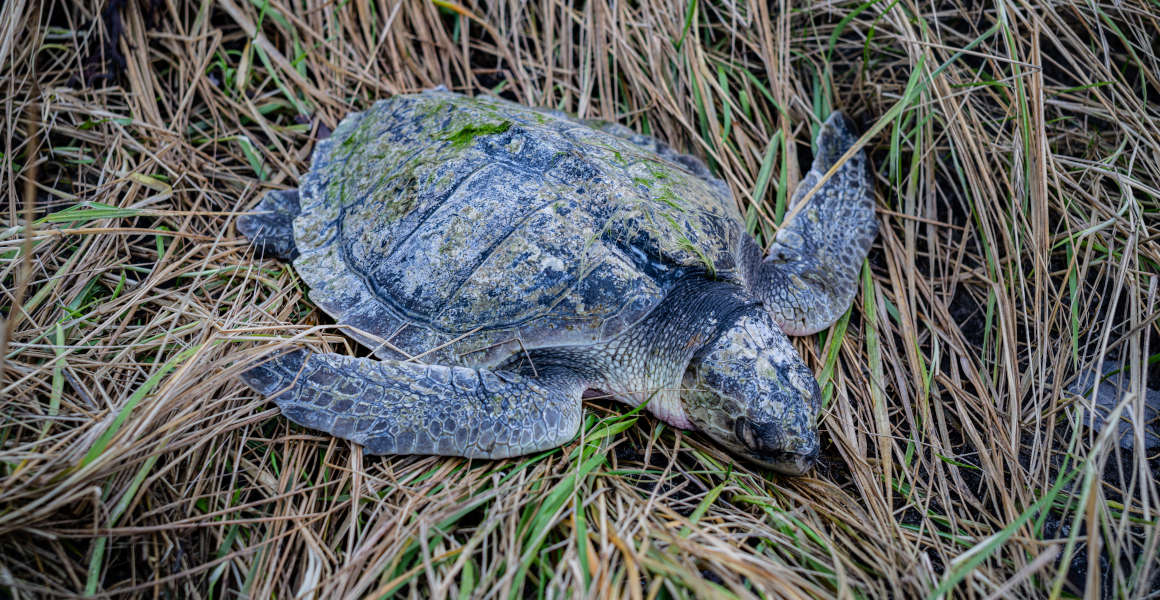 A Kemp's Ridley turtle lying on grass after being stranded.