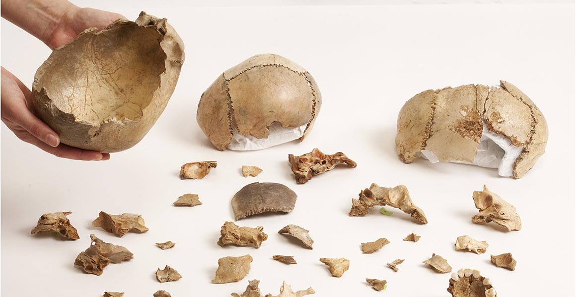 A series of human craniums with associated skull bones laid out in front of them. One of the craniums is being held up a pair of hands. 