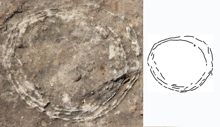 A photo of the ovum-in-ovo dinosaur egg with a diagram to its right