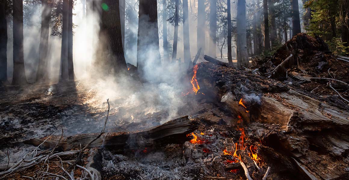 Flames and smoke rise from a fire among charred logs in a woodland.