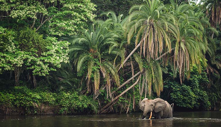An African forest elephant wades through a river beneath leaning trees in the Congo rainforest.