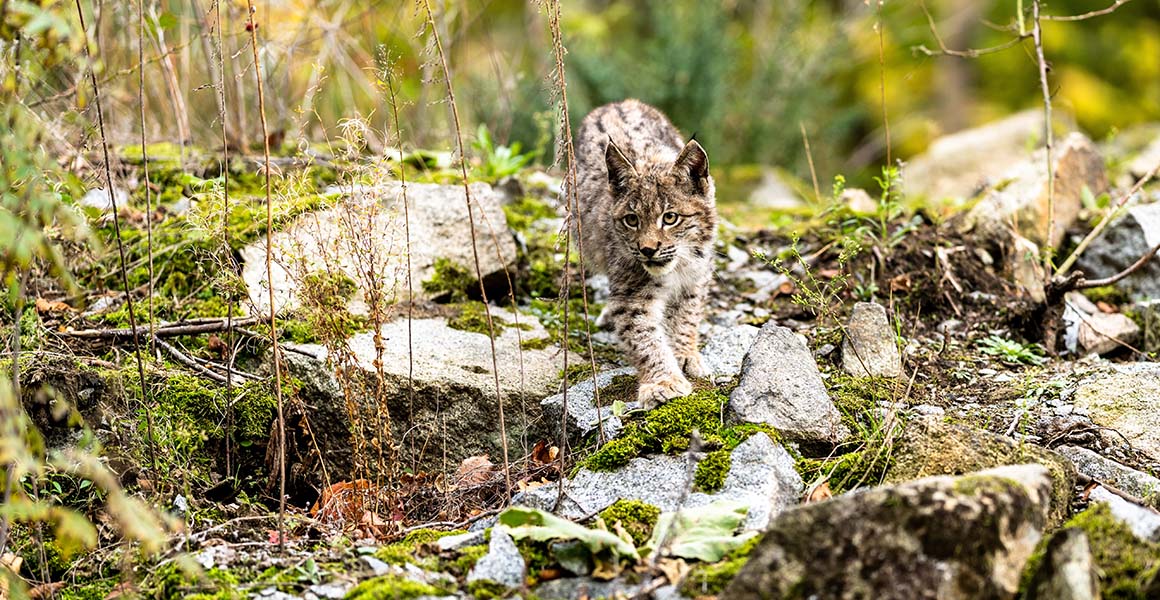 A Eurasian lynx walks across scrubby ground.