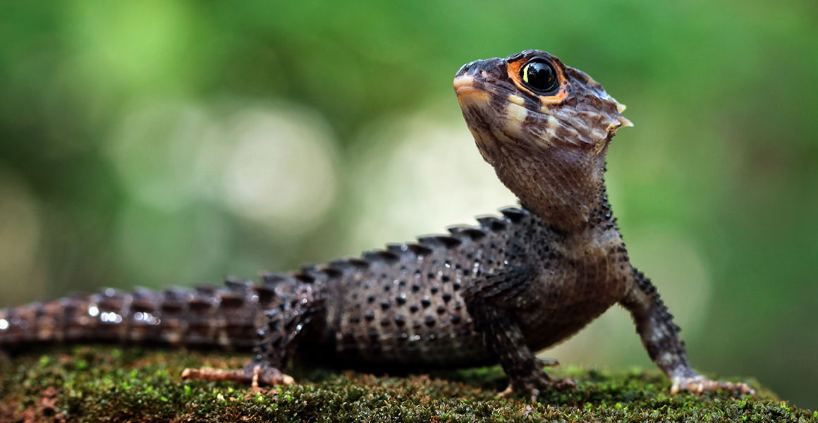 A crocodile skink, which has textured skin and bright orange colouration around its eyes, sitting on a mossy log.