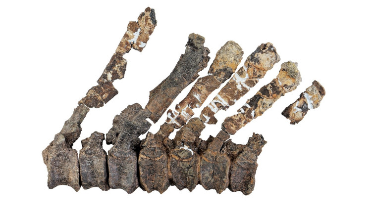 A row of vertebrae of Comptonatus with neural spine bones emerging from the upper side.