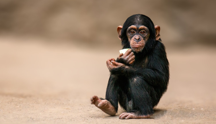A baby chimpanzee sits on dirt while holding food in its hand.