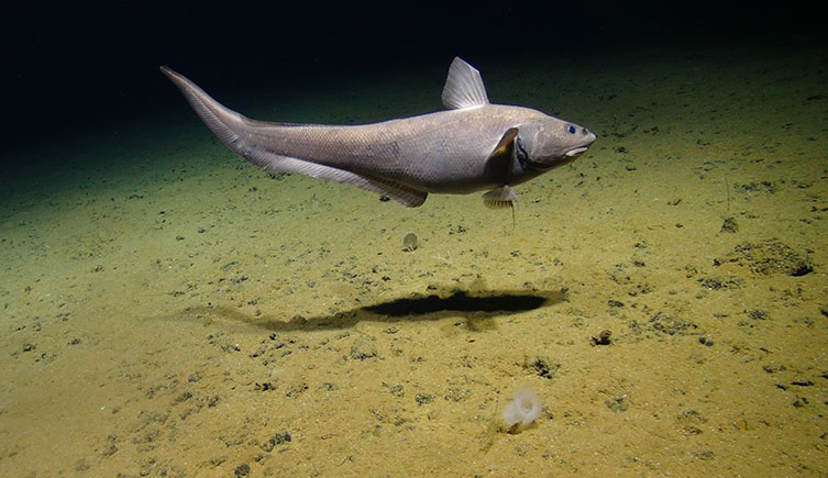 A large grey fish swimming just above the muddy ocean bottom. 