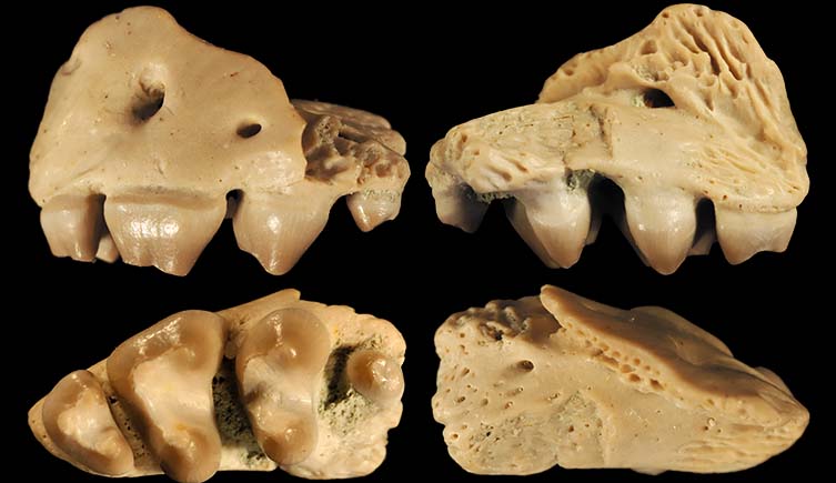Jaw fossils with embedded teeth from Threordatoth chasmatos.