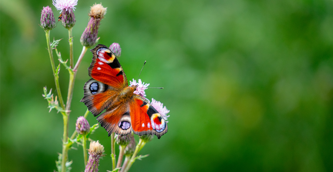 Stock image of a peacock buttefly sitting on wild flowers.