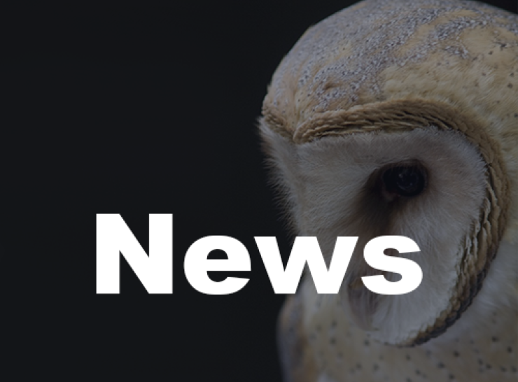News placeholder - barn owl