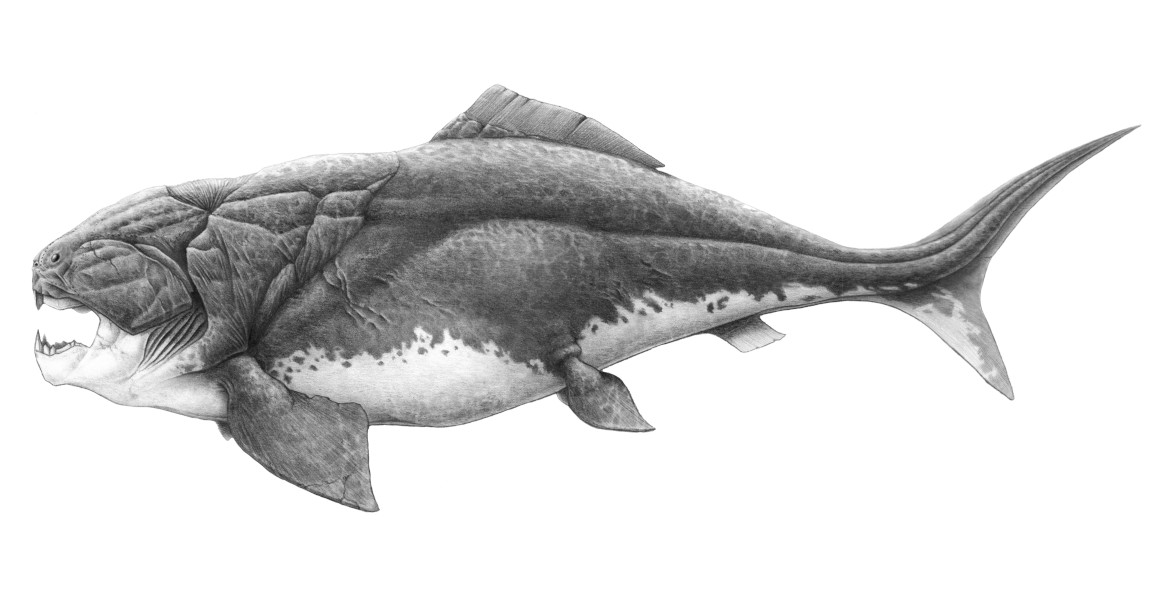 An artist's impression of the placoderm Dunkleosteus terrelli.
