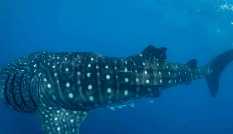 An underwater photo showing a whale shark missing part of its dorsal fin.