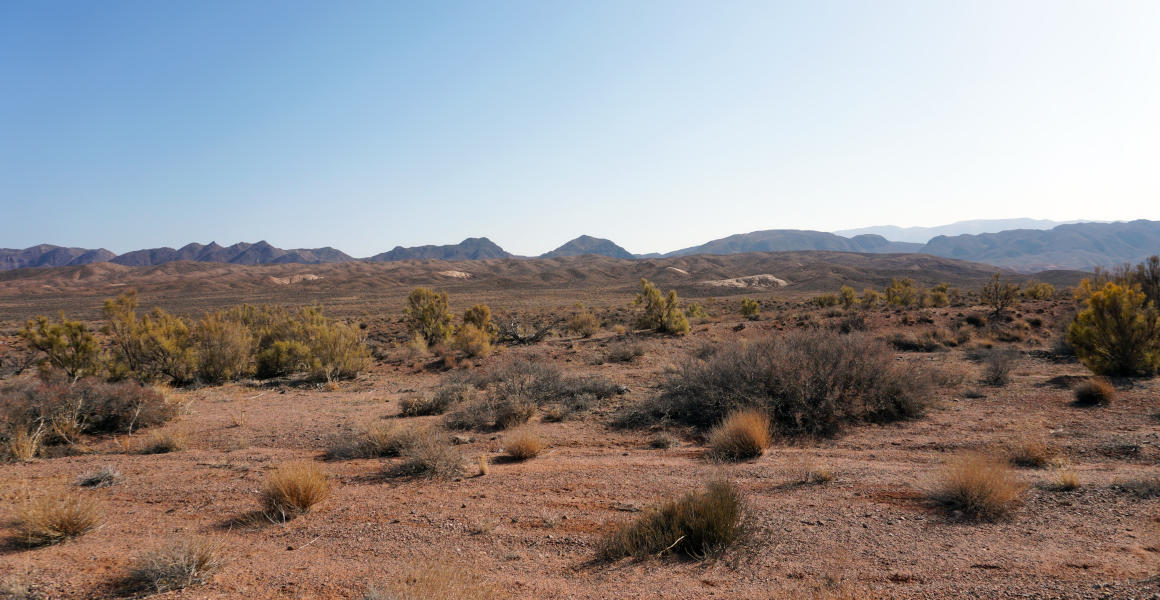 Shrubs grow across a dusty tundra with hills in the distance.