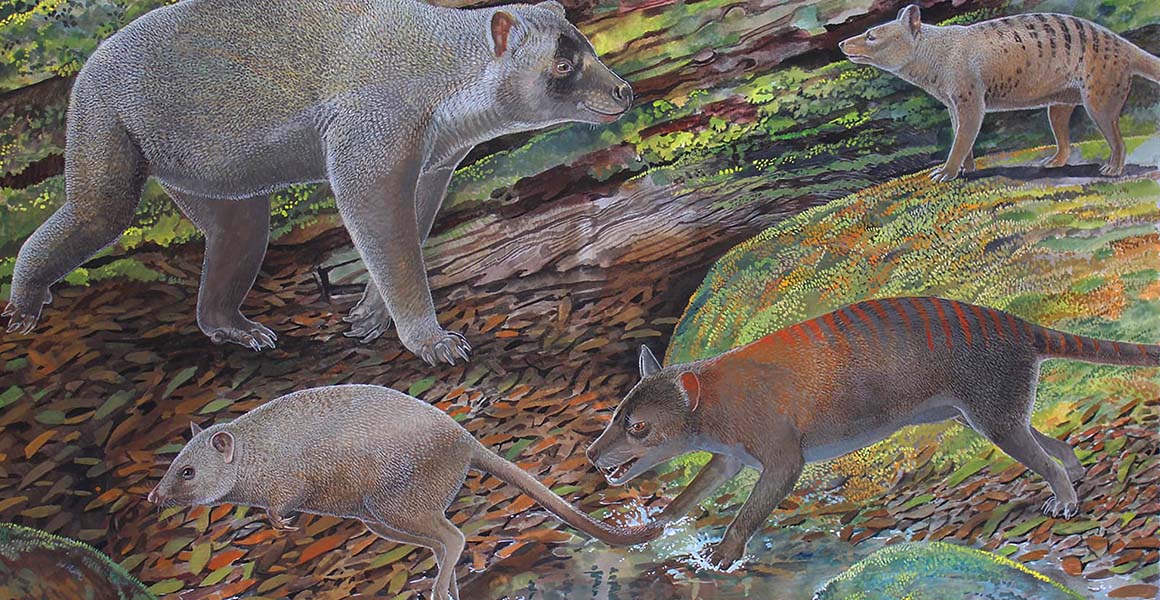 Artist’s reconstruction of Nimbacinus peterbridgei (top right) and Ngamalacinus nigelmarveni (bottom right). Also included are the unrelated animals, an Ilariid Kuterintja ngama (top left) and a macropod Gumardee springae (bottom left).