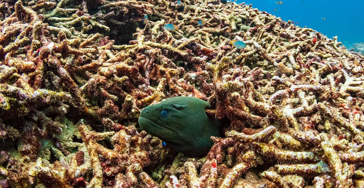 A moray eel pokes its head out from a mound of bleached coral.