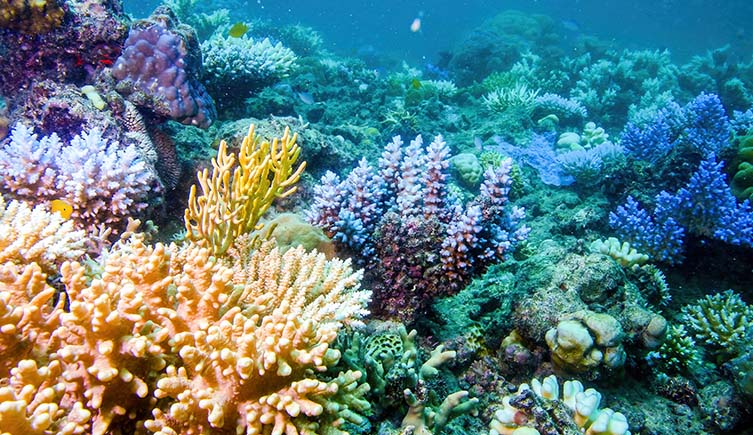 An array of corals in a variety of different colours.
