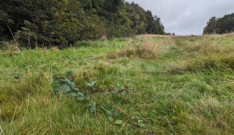 A bramble vine creeping out from the edge of a forest and exploring the grass. 