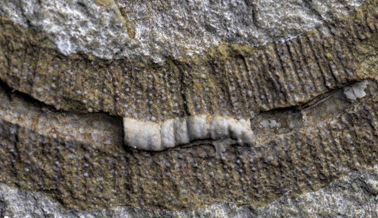 Close up image of a section of the worm