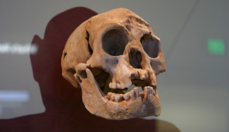 A replica of the skull of Homo floresiensis.