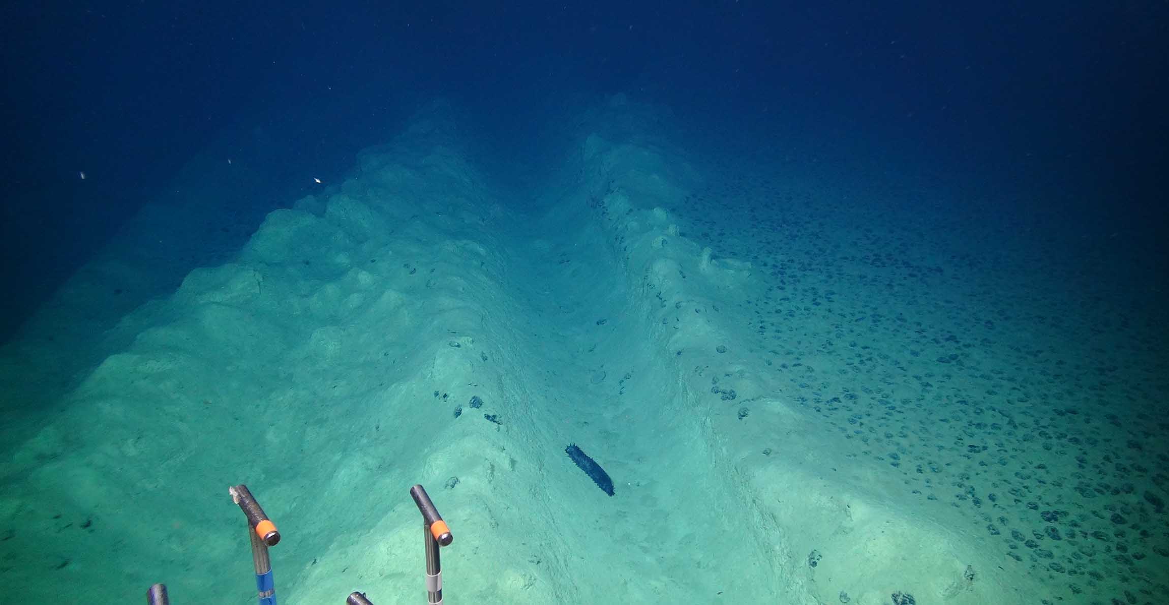 An underwater view of the seabed, showing two clear furrows in the sediment where a machine passed through 40 years ago. 