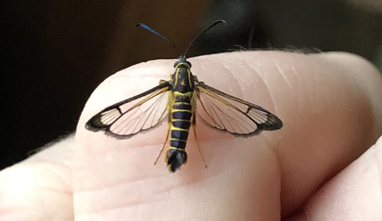 A black and yellow stripped moth with clear wings and black antenae sitting on the knuckle of a hand.