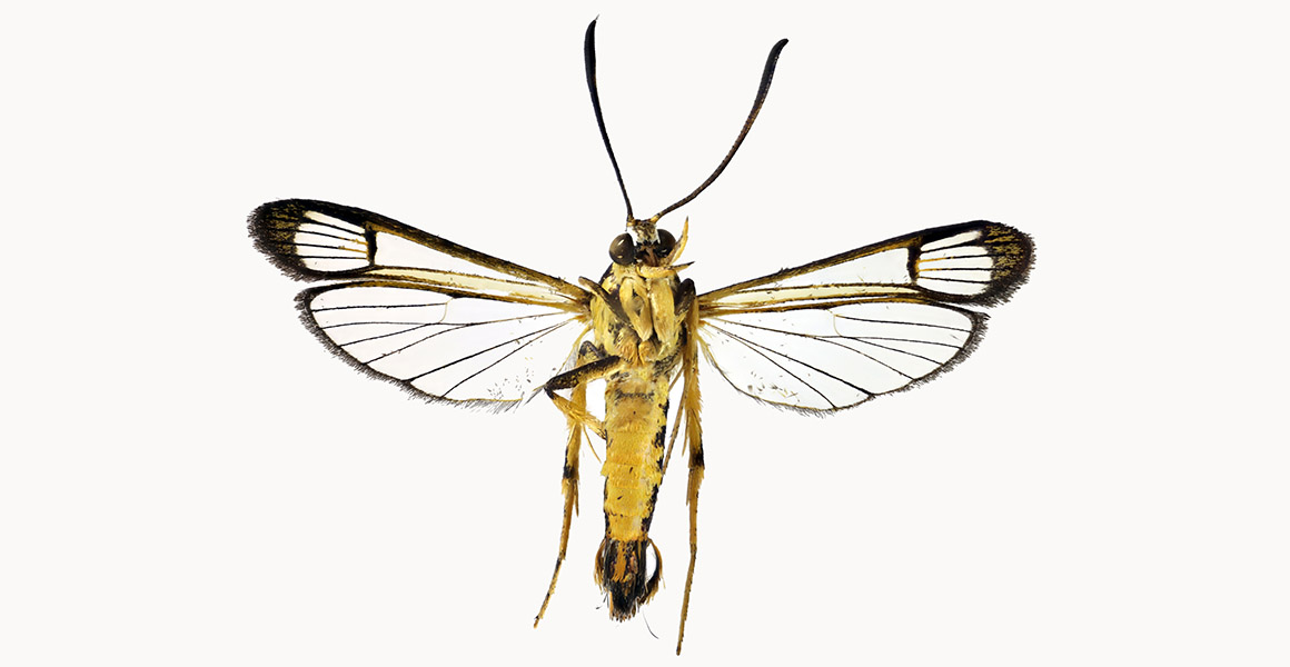 The new species of moth from underneath, showing its yellow body and legs, black eyes and antenna, and see-through wings.