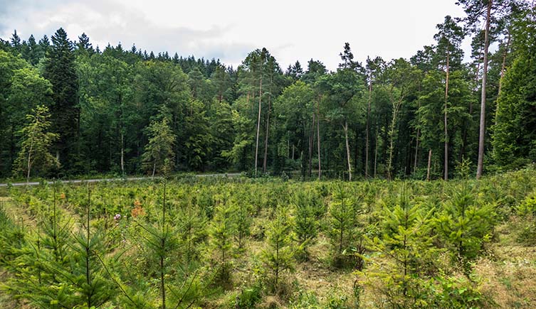 Young trees are planted in a clearing, with a mature forest in the distance.