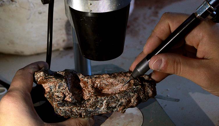 The skull of Parvosuchus aurelioi being mechanically prepared using a small implement.