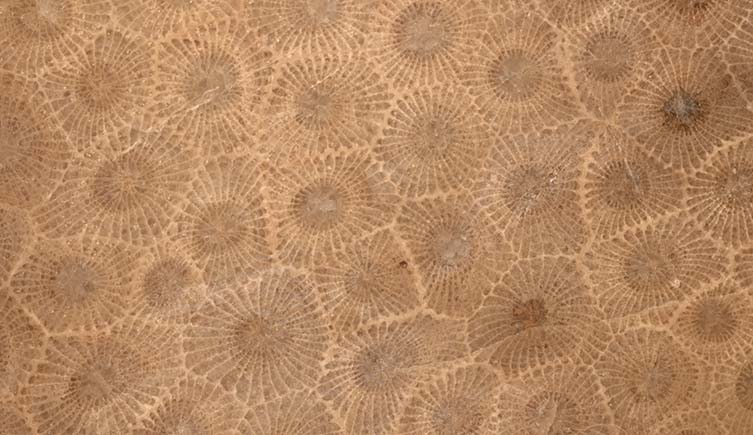 A fossil of a rugose coral showing brown hexagonal chambers with darker circles at the centre.