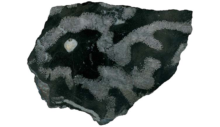 A photo of a tabulate coral fossil with grey curved lines across the surface of a darker rock.