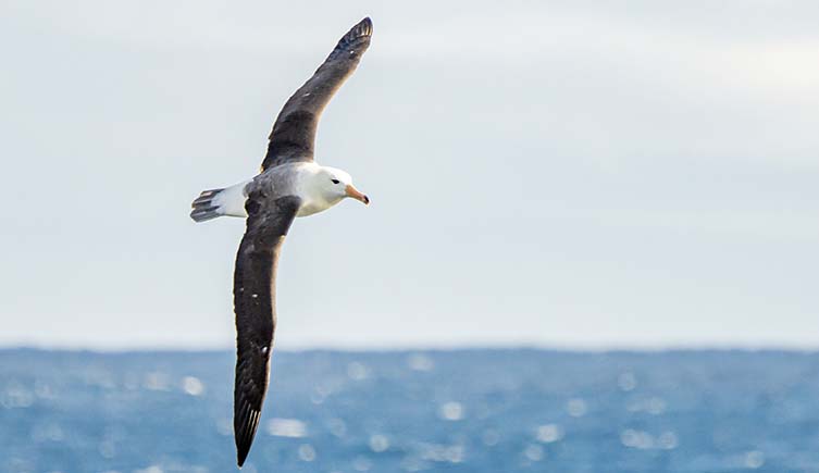 An albatross soars above the ocean.
