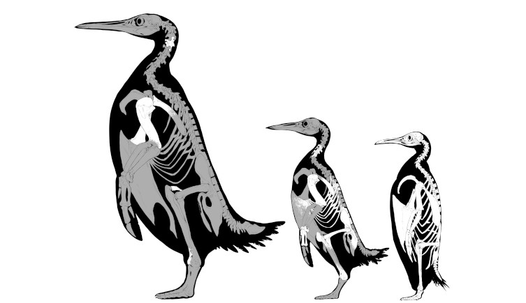 Outlines of the body shape of Kumimanu fordycei, Petradyptes stonehousei and an emperor penguin with their skeletons highlighted