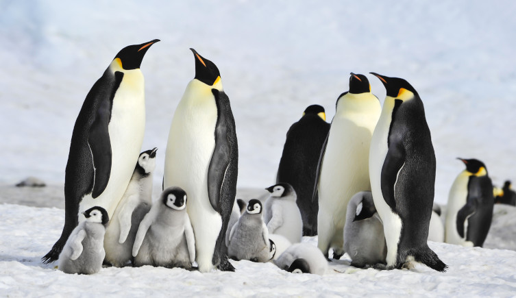 A group of adult and juvenile emperor penguins sit on ice