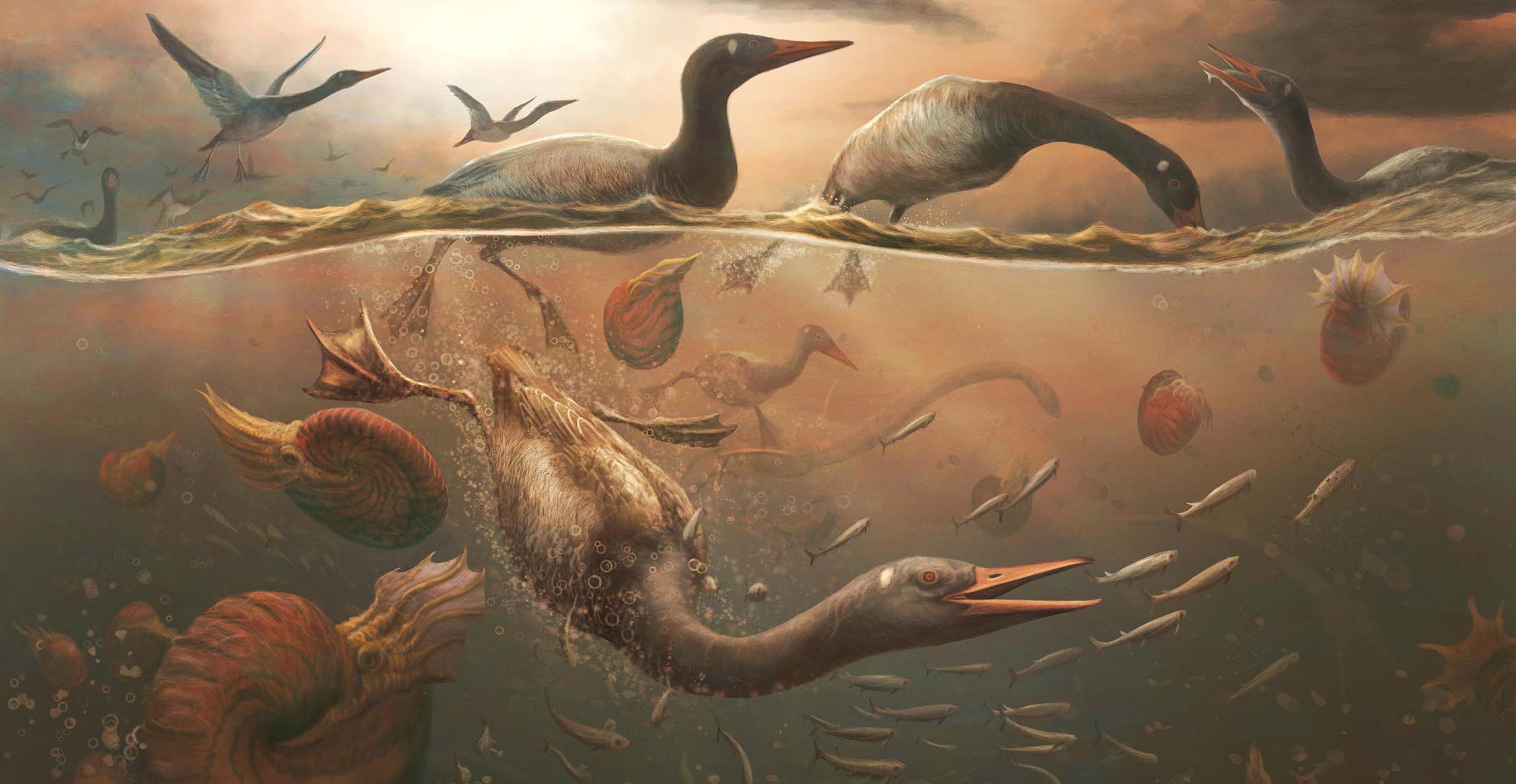 An artist's impression showing Vegavis pursuit diving for fish with ammonites and plesiosaurs nearby.