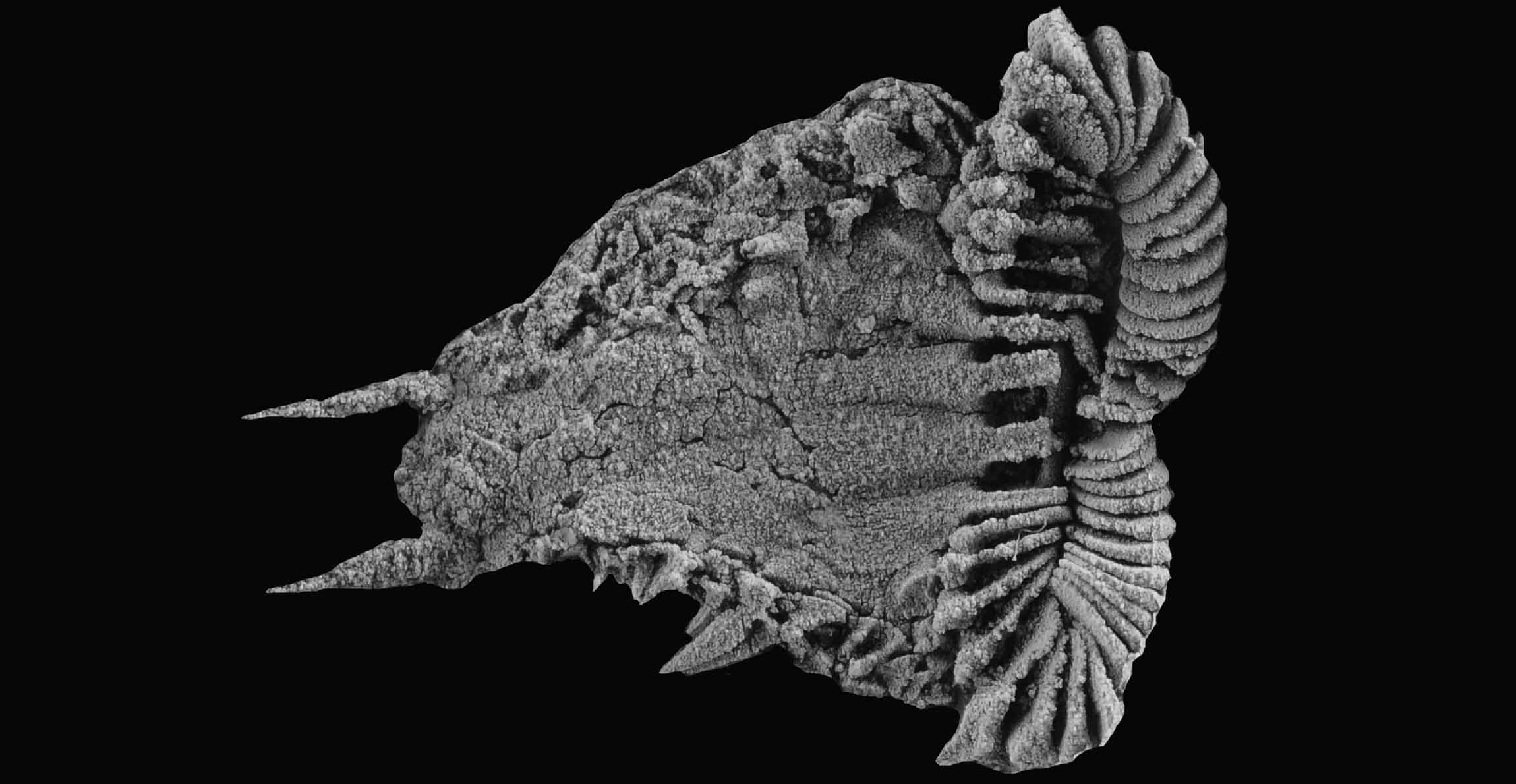 A scane of the new species showing a slipper like animal, with a ridged opening at one end taping to a closed end with two spikes.
