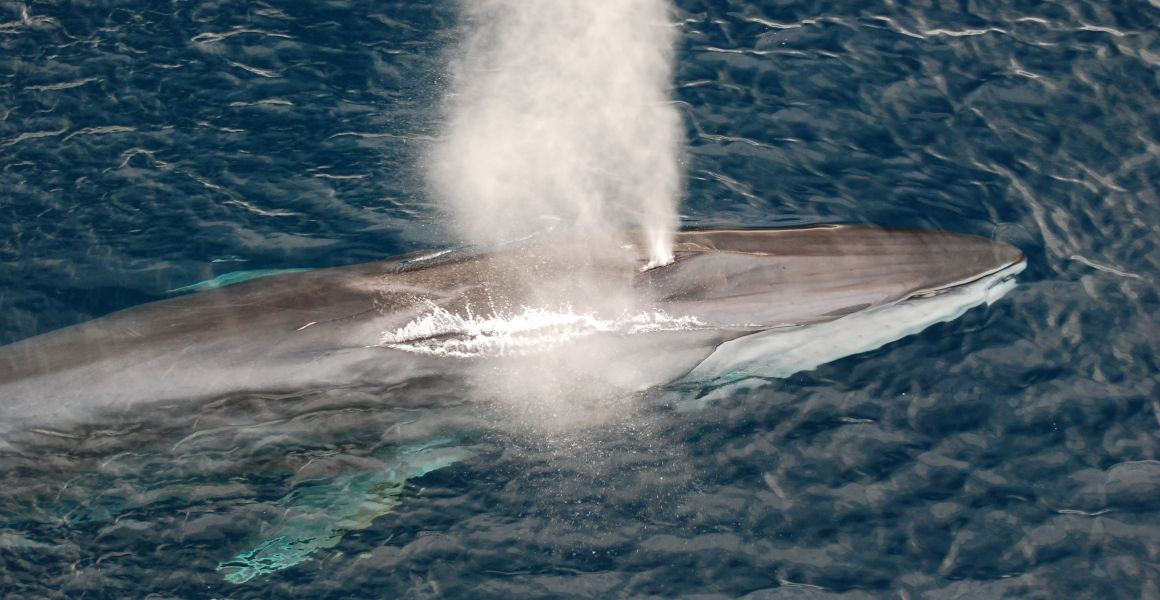 A fin whale spouts water from its blowhole.