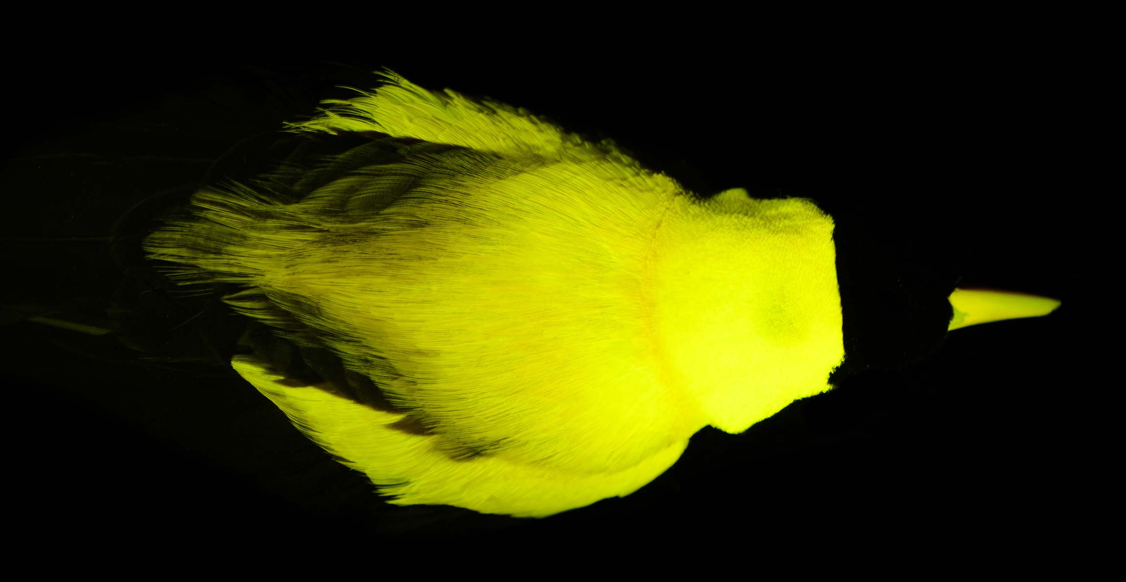 The feathers and beak of a red bird-of-paradise specimen glow yellow under blue light.
