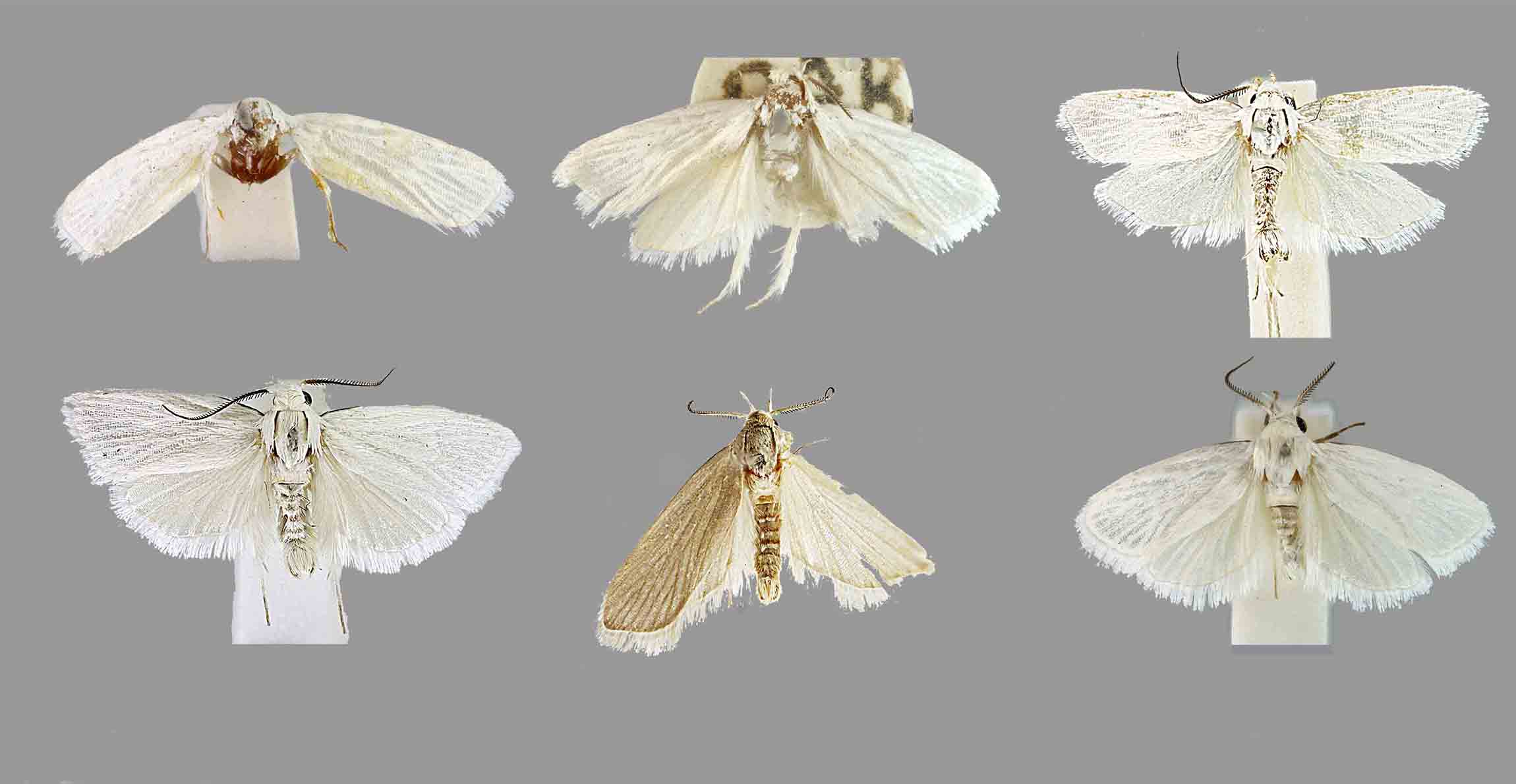 A collage of six small moths on a grey background. They are all a bright white colour, with a little fringe of what looks like hair running along the edges of their wings. 