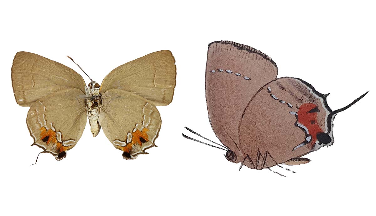 The replacement type specimen of Thereus tiasa (left), a pale butterly with red spots and white marks on the lower part of its wings, and an illustration of the species from its original description (right).