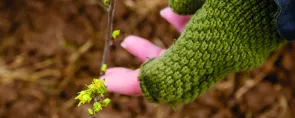 Dedicate a tree