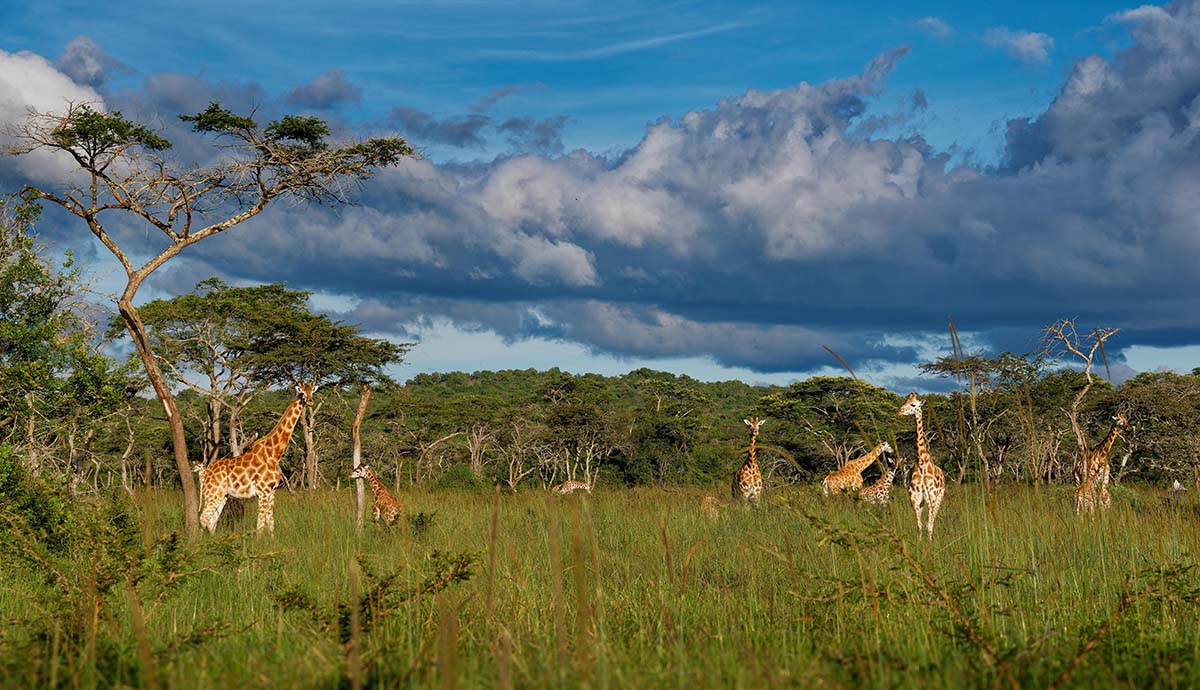Giraffes walk through the green savannah with a forest in the distance.