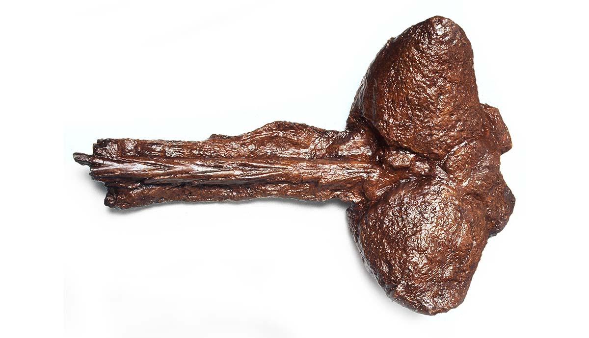 A fossil of a tail club from Euoplocephalus, with two bony knobs fused to the end of a long bone.