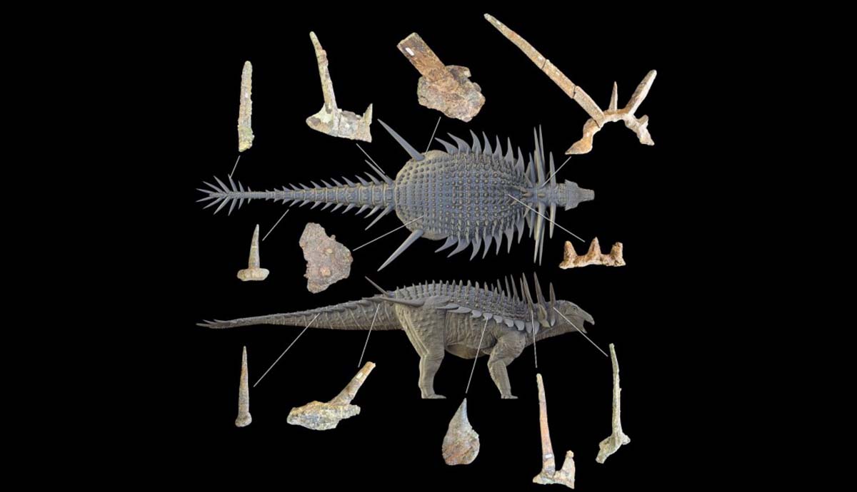A diagram showing a reconstruction of Spicomellus seen from the side and above, with lines connecting parts of its body to different fossils from the dinosaur.