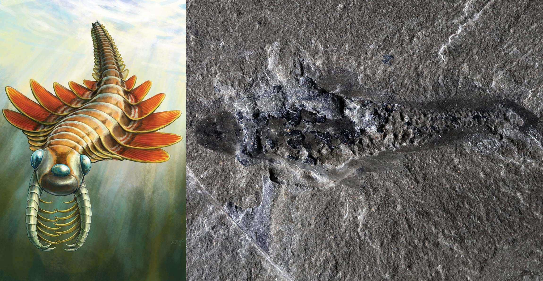 Left - an artist's impression of Mosura fentoni with orange paddles lining a segmented body with two stalked appendages on its head, and right - a fossil outline of Mosura fentoni in dark-coloured rock.