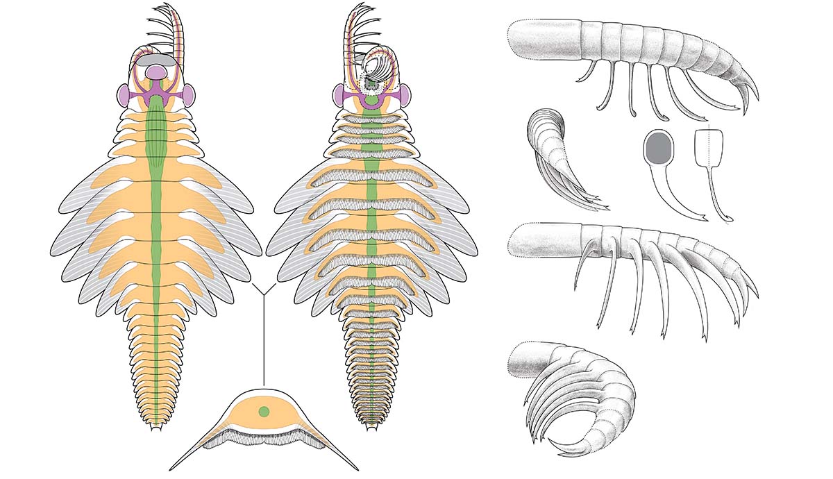 Anatomical diagram of Mosura fentoni and its appendages, showing preserved details of the nervous system in purple, the digestive system in green, and the circulatory system in orange.
