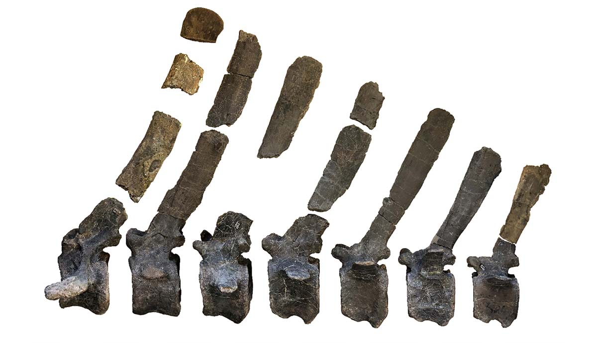 A selection of neural spines from Istiorachis, getting longer from right to left.