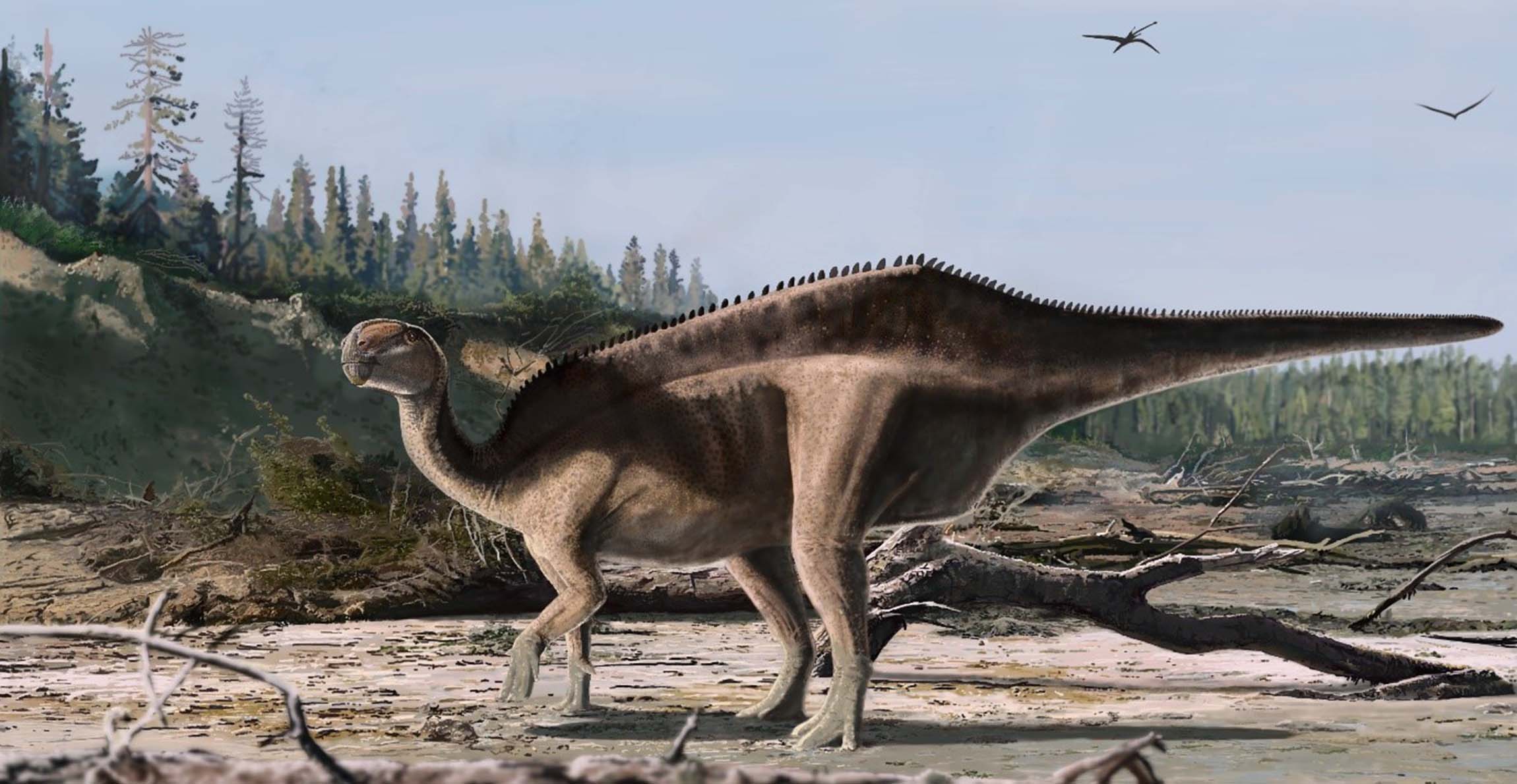A painting showing the sail-backed, four-legged dinosaur Istiorachis standing on a muddy plain with woodland in the distance.