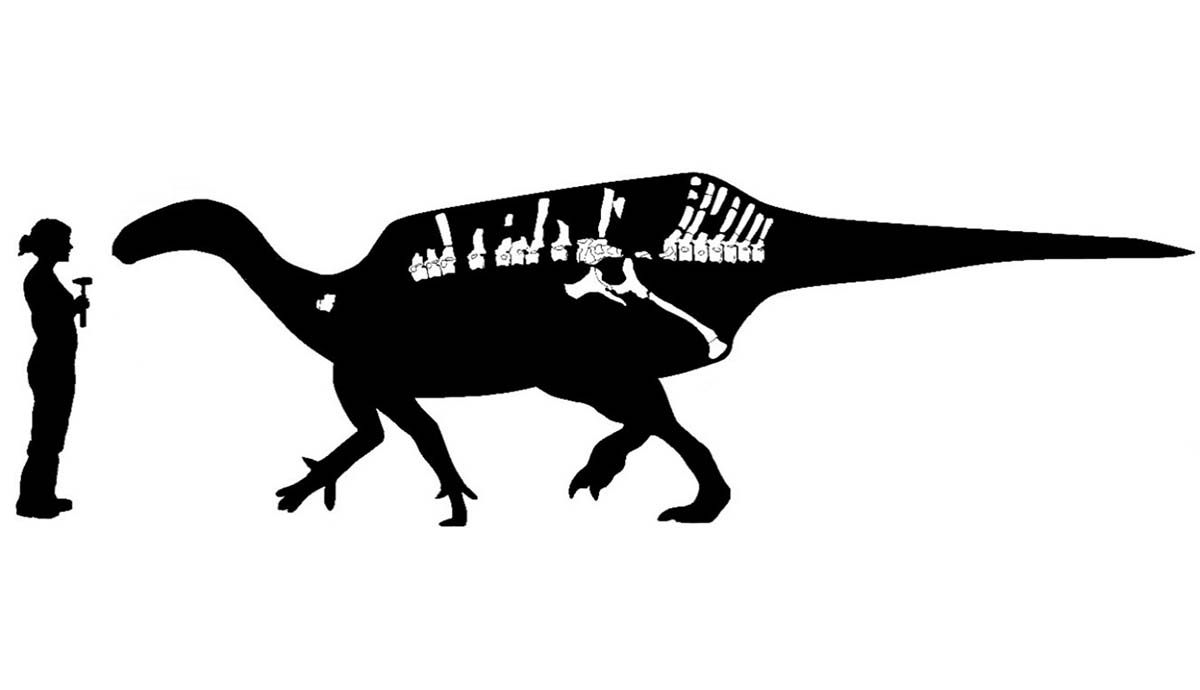 An outline of Istirachis with known bones highlighted inside. A human outline stands next to the dinosaur as a size comparison, and is slightly shorter than Istiorachis.