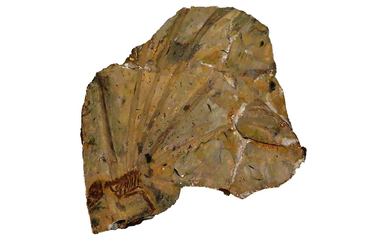 A rock preserving a fossil of Longisquama, which is a small reptile skeleton with long and narrow impressions fanning out from it.